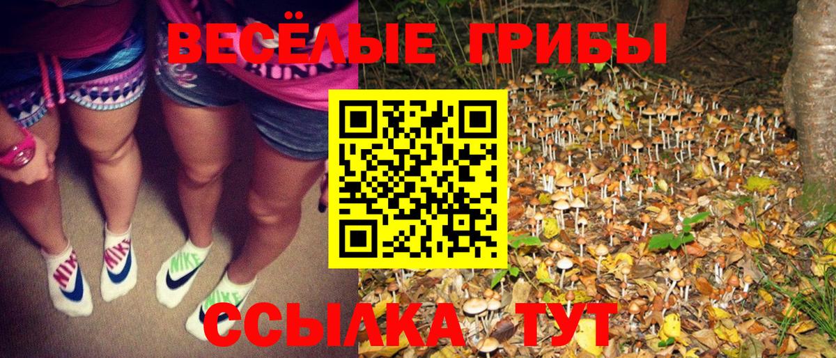 Галлюциногенные грибы Psilocybe Новоуральск